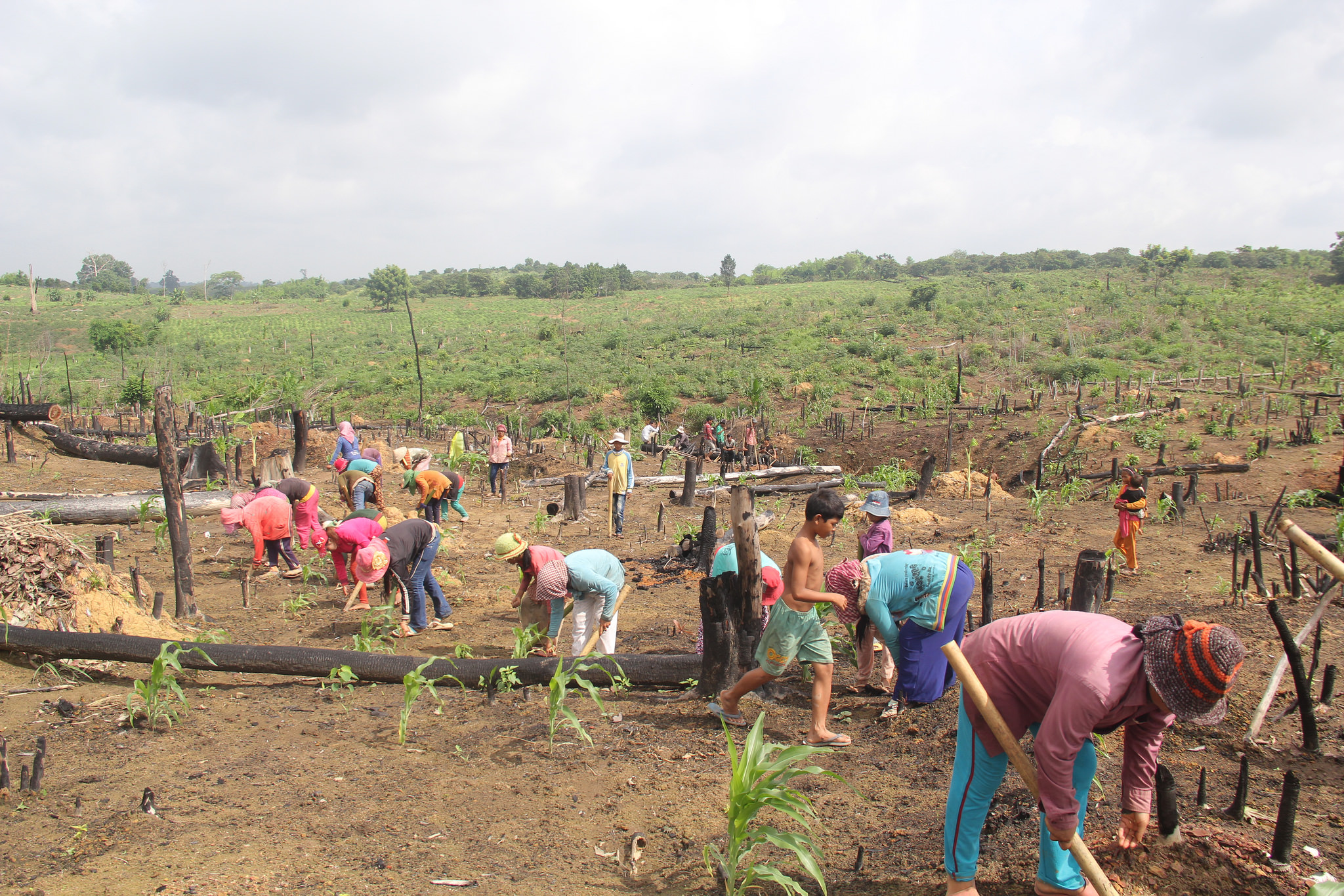 Women working in the field, Cambodia