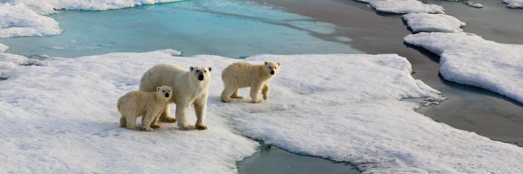 a family of polar bears marches across a thawing arctic