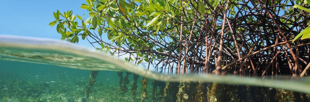 mangrove-trees-underwater