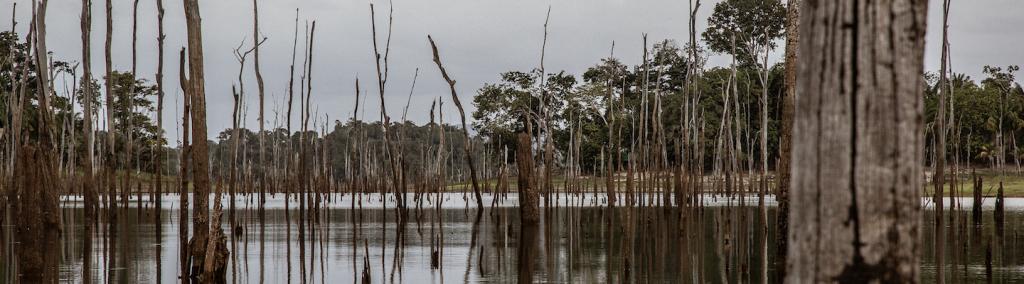 Dead trees in a branch of the reservoir created by the Brokopondo dam, Suriname