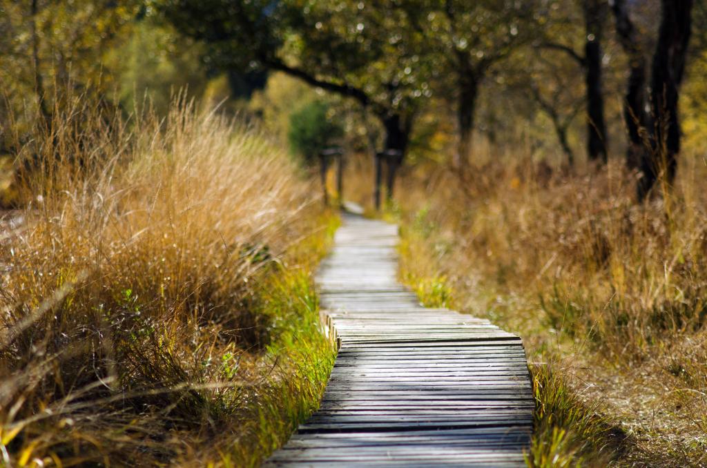 Wooden track