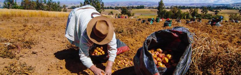 Women harvesting potatoes