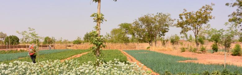 Jaubert_Vegetable gardening in Burkina Faso_1440x400
