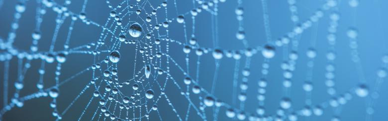 Spiderweb with water droplets
