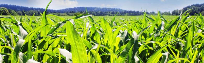 Corn field