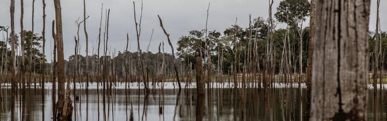 Dead trees in a branch of the reservoir created by the Brokopondo dam, Suriname