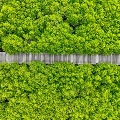 Path in forest