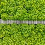 Path in forest