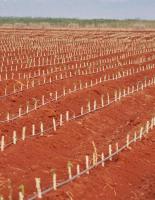Cassava plantation